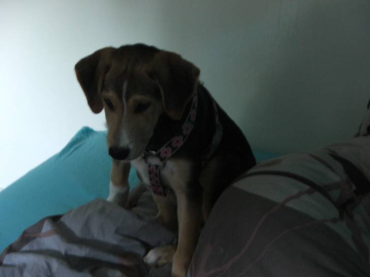 Diane - Labrador Retriever (3 mois)