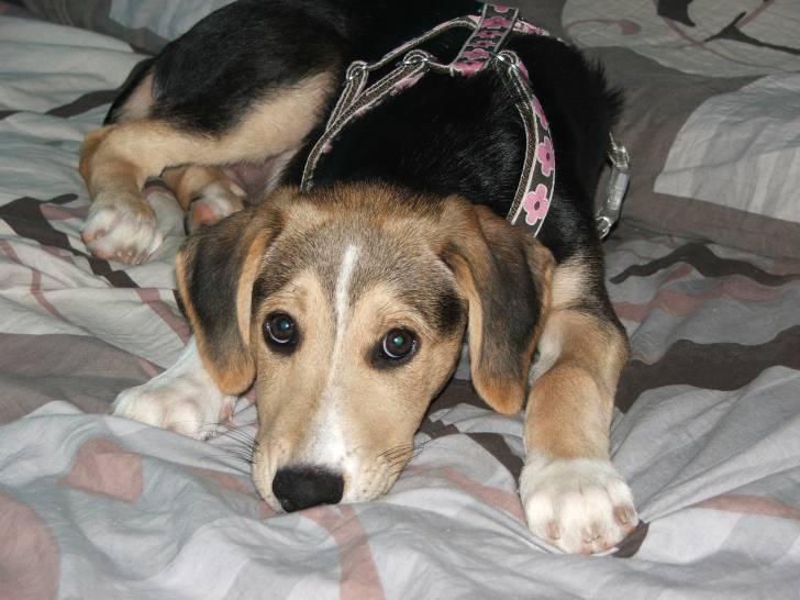 Diane - Labrador Retriever (3 mois)