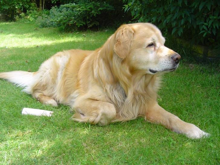 Ralfe - Labrador Retriever Mâle (14 ans)