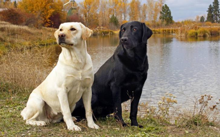 lila et minnie - Labrador Retriever (3 ans)