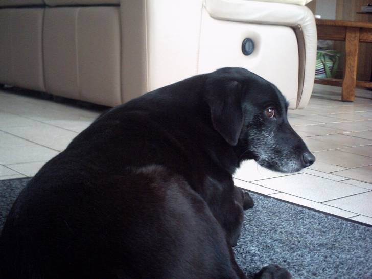 Chocolat - Labrador Retriever Mâle (6 ans)