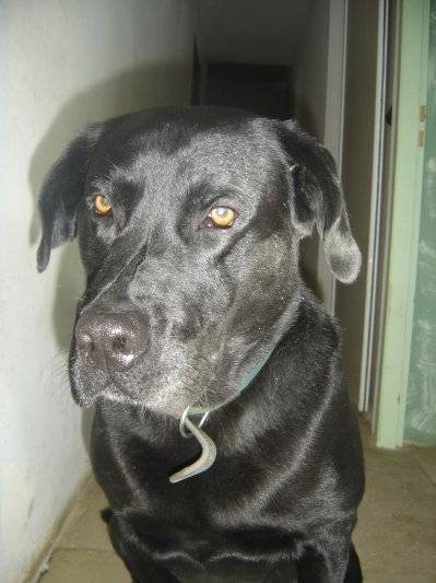 Gamin - Labrador Retriever Mâle (7 ans)