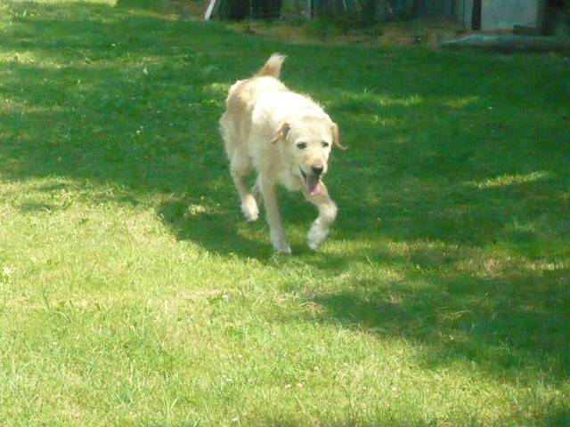 Pateau - Labrador Retriever Mâle (10 ans)