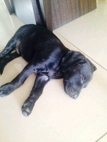 Maximo - Labrador Retriever Mâle (5 mois)