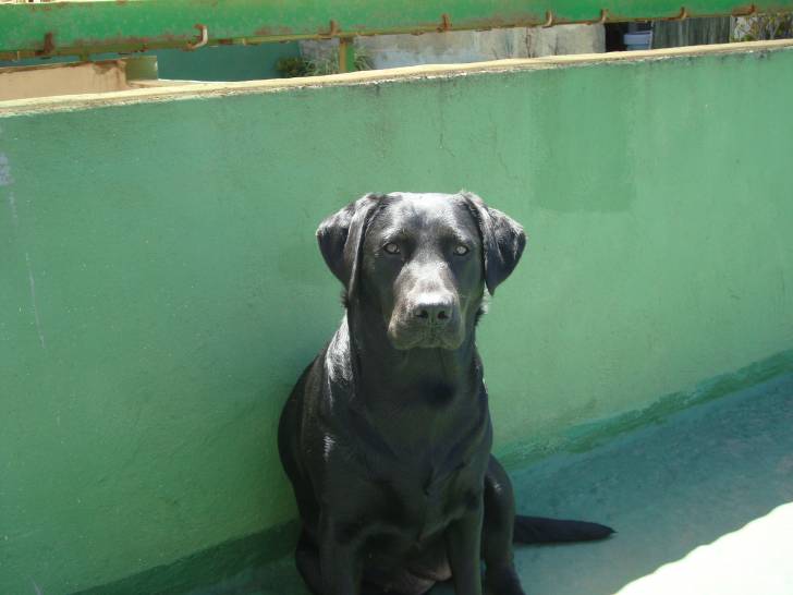 Isis - Labrador Retriever (3 ans)