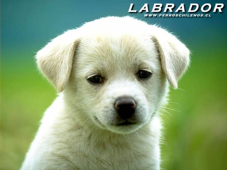 déphina - Labrador Retriever (5 mois)