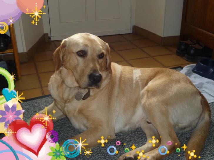 Bambou - Labrador Retriever Mâle (4 ans)