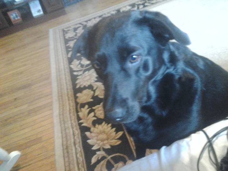 maggie - Labrador Retriever (7 ans)