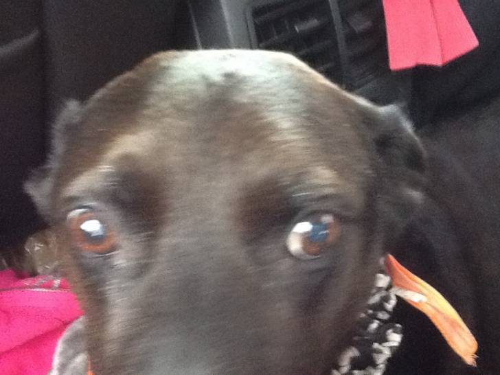 Storm - Labrador Retriever Mâle (12 ans)