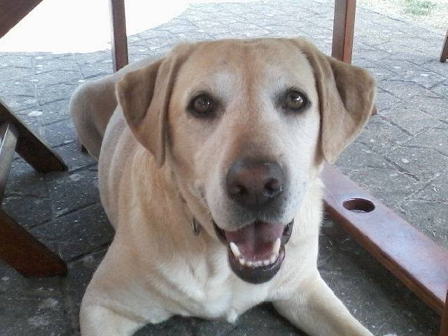 Chéyenne - Labrador Retriever (5 ans)