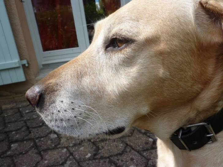 Chéyenne - Labrador Retriever (5 ans)