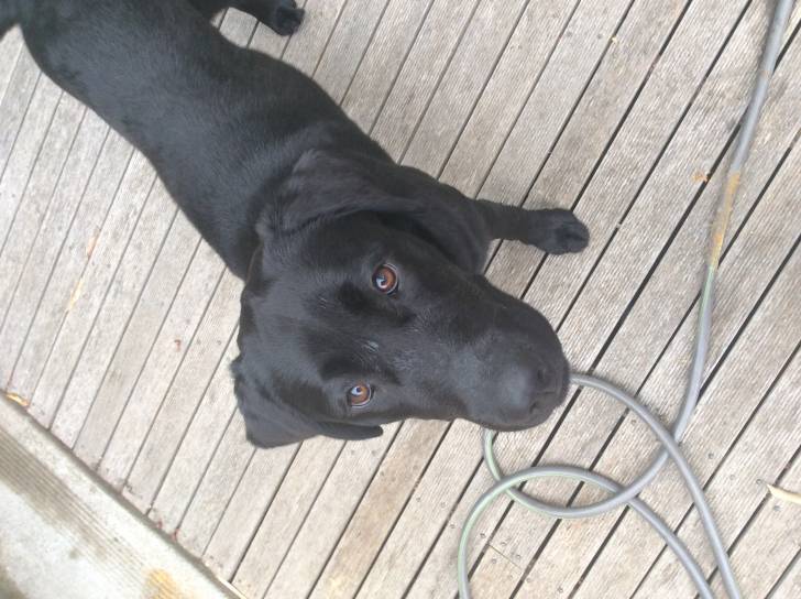 Max - Labrador Retriever Mâle (1 an)