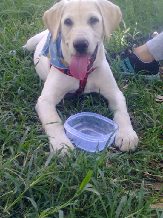 APOLO - Labrador Retriever Mâle