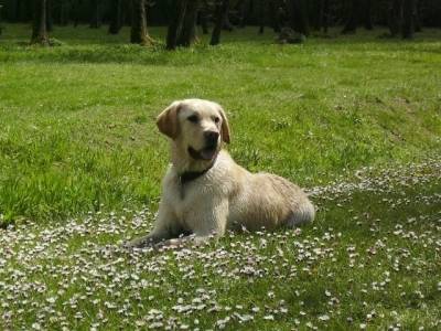 Skip - Labrador Retriever Mâle (4 ans)