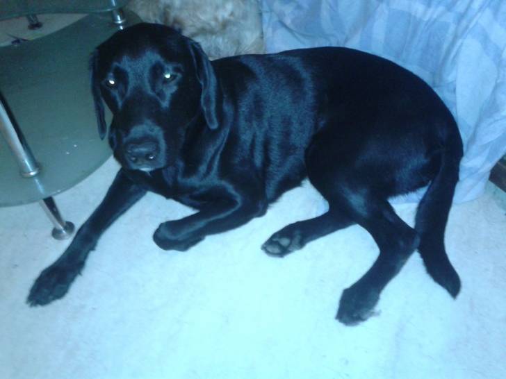 princesse - Labrador Retriever (8 mois)