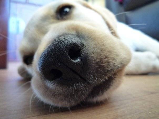 Fido ( zoom sur son nez!!) - Labrador Retriever Mâle (2 mois)