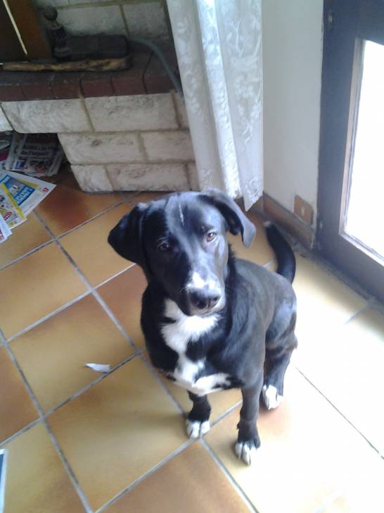 Heaven - Labrador Retriever Mâle (1 an)
