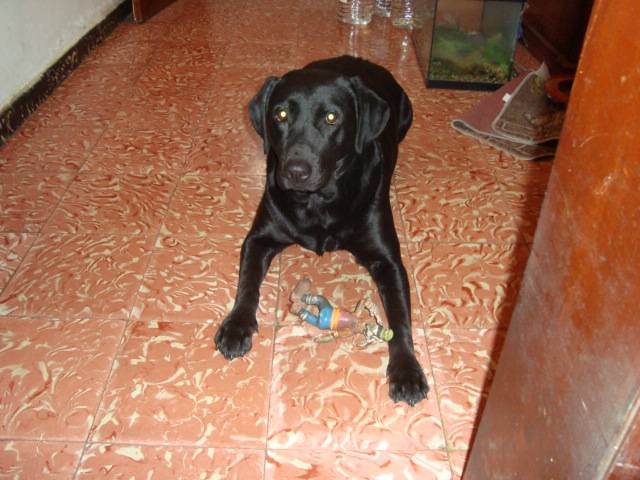Isis - Labrador Retriever (3 ans)