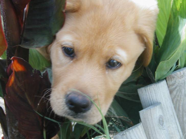 denver - Labrador Retriever Mâle (2 mois)