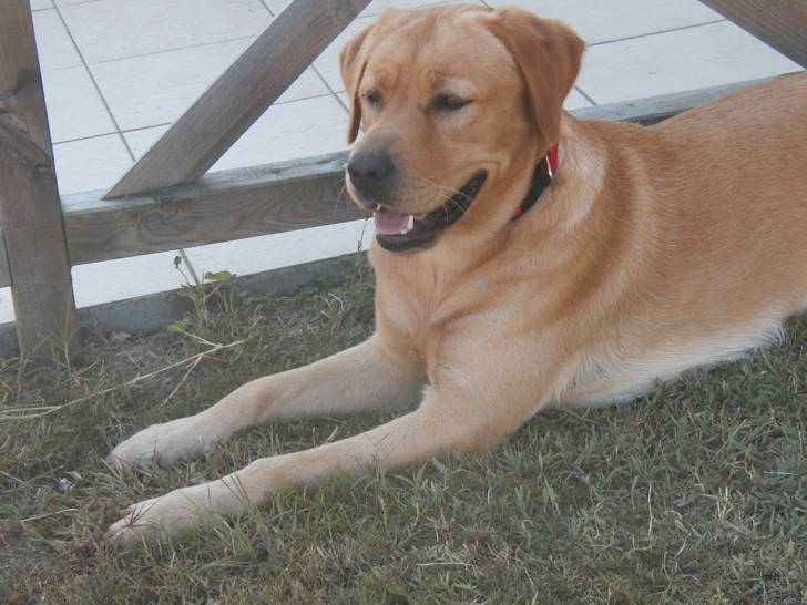 denver ( le même que à côté ^^ - Labrador Retriever Mâle (2 ans)