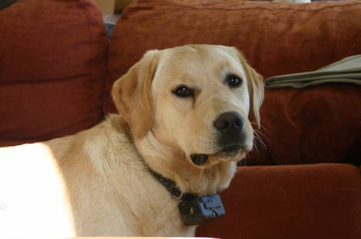 Cook - Labrador Retriever (9 ans)