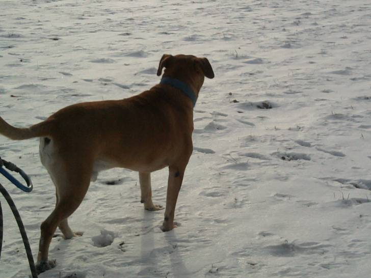 thergall - Labrador Retriever Mâle (7 ans)