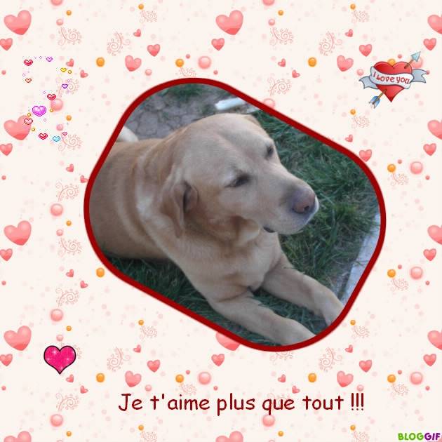 Snoopy - Labrador Retriever Mâle (11 ans)