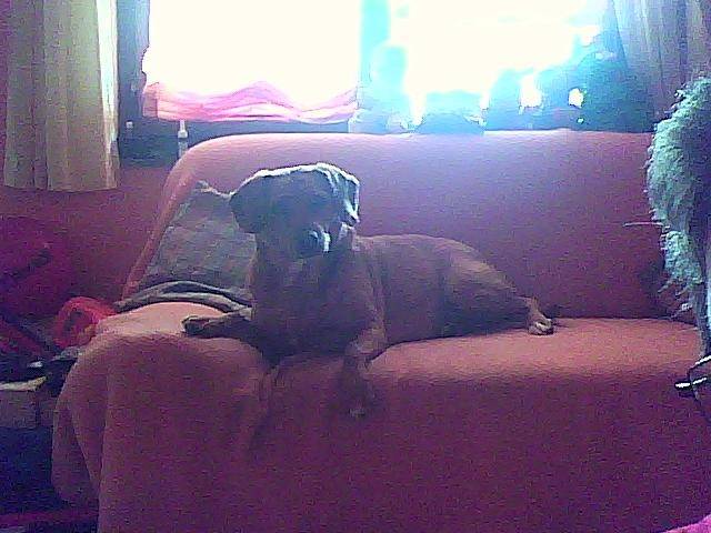 noisette - Labrador Retriever (9 mois)