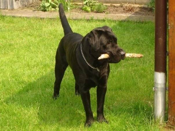 Bingo - Labrador Retriever Mâle (7 ans)
