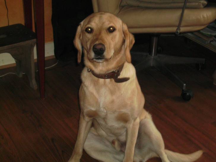 endi - Labrador Retriever Mâle (1 an)
