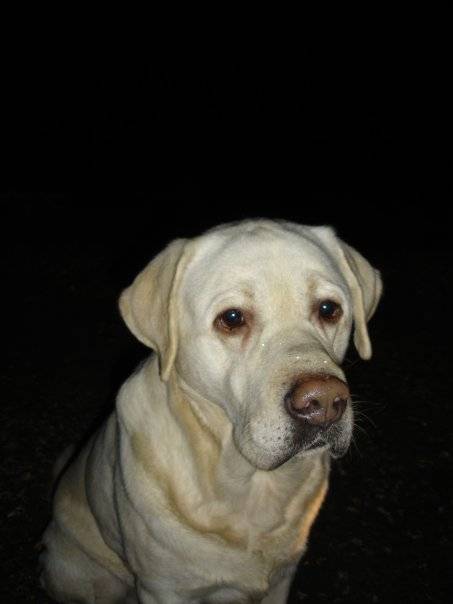 Franky - Labrador Retriever Mâle (7 ans)