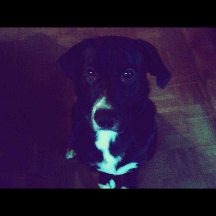 Heaven - Labrador Retriever Mâle (1 an)