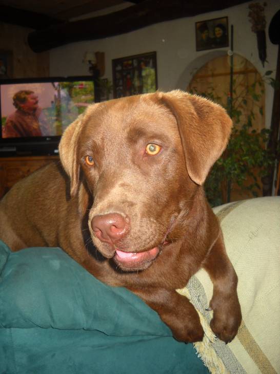Epice ? - Labrador Retriever (9 mois)