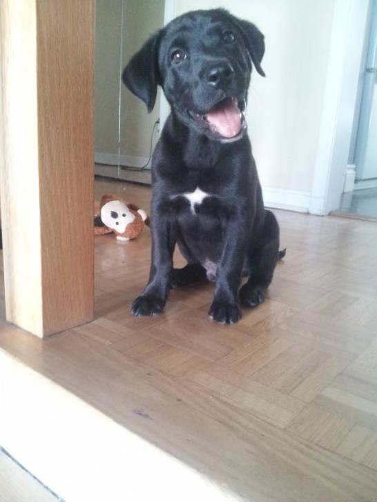 Kuro - Labrador Retriever Mâle (2 mois)