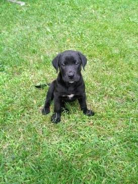 Kuro - Labrador Retriever Mâle (2 mois)