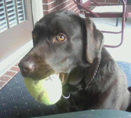 GiGi - Labrador Retriever