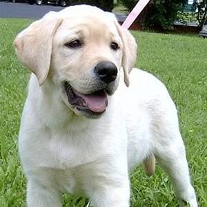 roxy - Labrador Retriever Mâle (5 mois)