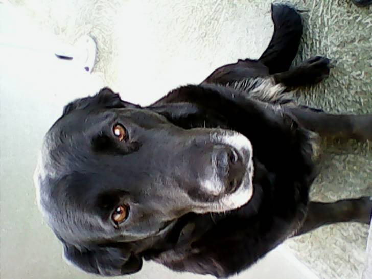 Gigi? - Labrador Retriever (4 ans)