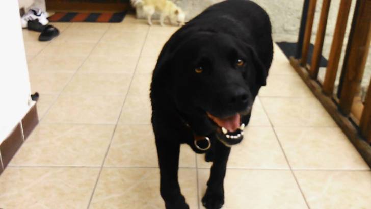 Sunny - Labrador Retriever (7 ans)