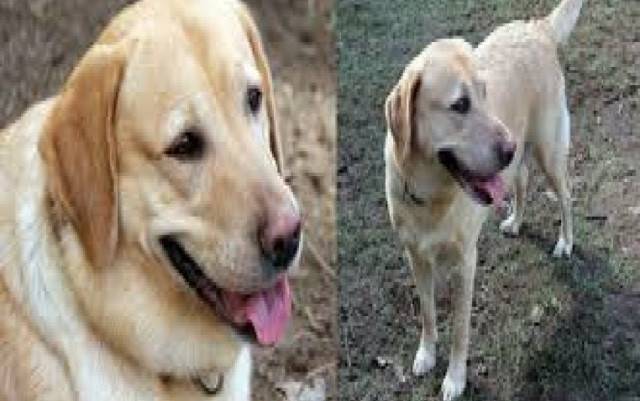 Happy - Labrador Retriever Mâle (9 mois)
