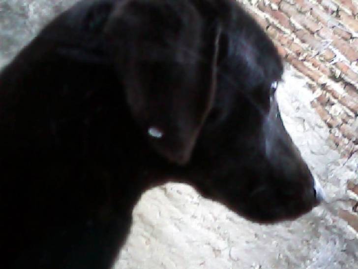 Lola - Labrador Retriever (2 ans)