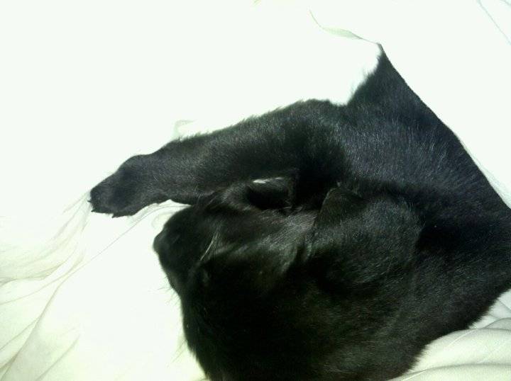 Max - Labrador Retriever Mâle (2 mois)
