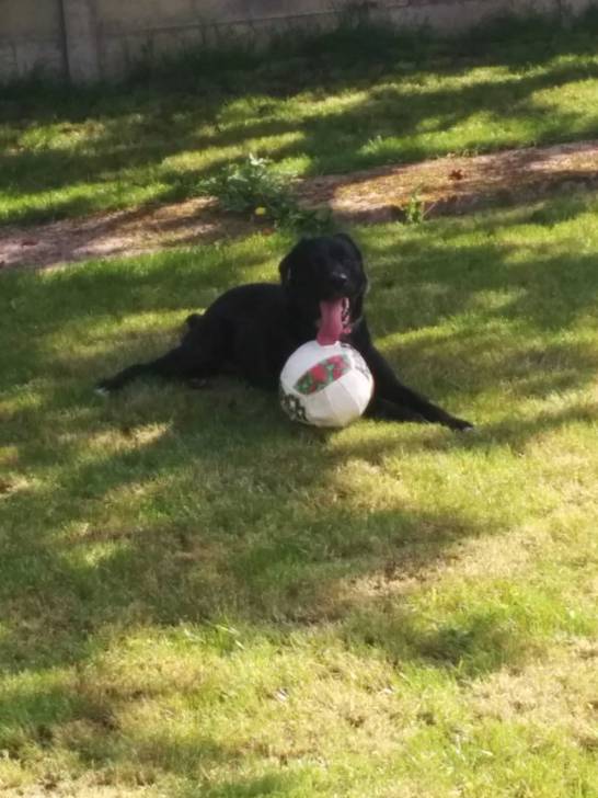 Luna - Labrador Retriever (3 ans)