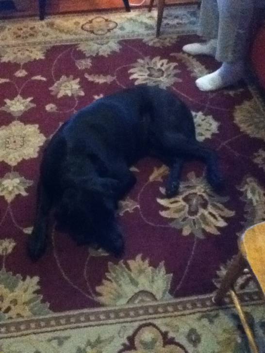 cleo - Labrador Retriever