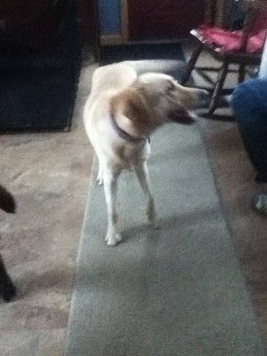 saidy - Labrador Retriever