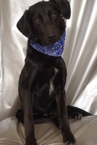 Kado - Labrador Retriever Mâle (4 ans)