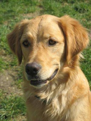 elvise - Labrador Retriever Mâle (8 mois)