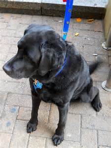 Rocky - Labrador Retriever Mâle (4 mois)