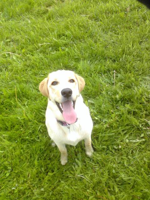 Cartouche - Labrador Retriever (2 ans)