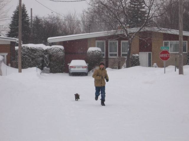 Soya - Labrador Retriever (6 mois)